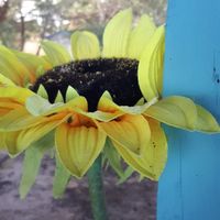 Sunflower_quadratisch